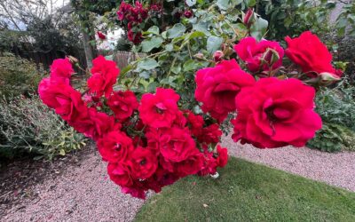 The loveliness of the Church garden….