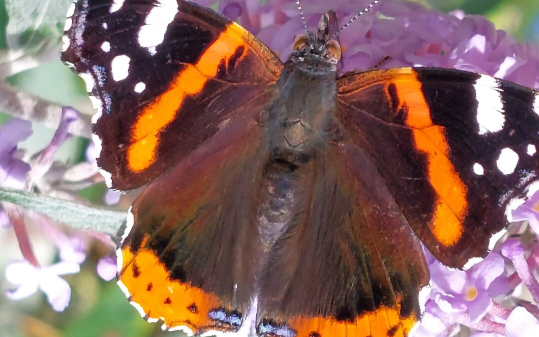 News from the Church Garden