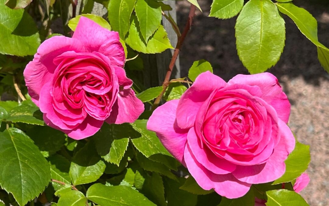 Photos from the Church Garden